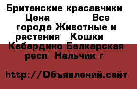 Британские красавчики › Цена ­ 35 000 - Все города Животные и растения » Кошки   . Кабардино-Балкарская респ.,Нальчик г.